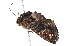  ( - am10718)  @12 [ ] CreativeCommons - Attribution Non-Commercial Share-Alike (2011) Andrew Mitchell Australian Museum
