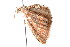  ( - am10720)  @12 [ ] CreativeCommons - Attribution Non-Commercial Share-Alike (2011) Andrew Mitchell Australian Museum