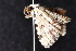  ( - am10750)  @13 [ ] CreativeCommons - Attribution Non-Commercial Share-Alike (2011) Andrew Mitchell Australian Museum