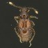  (Anabaxis - BOLD-3LIR4VX00)  @11 [ ] CreativeCommons  Attribution Non-Commercial No Derivatives (2018) Nigel Binks University of Waikato