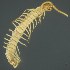  (Cryptops lamprethus - BOLD-3M2EQ76Z0)  @11 [ ] CreativeCommons  Attribution Non-Commercial No Derivatives (2018) Nigel Binks University of Waikato