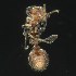  (Monomorium antarcticum - BOLD-3MEVRION4)  @13 [ ] CreativeCommons  Attribution Non-Commercial No Derivatives (2018) Nigel Binks University of Waikato