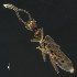  (Myrmecopora - BOLD-3MG5RHP02)  @11 [ ] CreativeCommons  Attribution Non-Commercial No Derivatives (2018) Nigel Binks University of Waikato