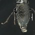  ( - BOLD-3MHD7IR26)  @11 [ ] CreativeCommons  Attribution Non-Commercial No Derivatives (2018) Nigel Binks University of Waikato