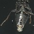  ( - BOLD-3MHD7IR26)  @11 [ ] CreativeCommons  Attribution Non-Commercial No Derivatives (2018) Nigel Binks University of Waikato