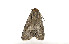 ( - ZZU.LS509)  @11 [ ] CreativeCommons  Attribution Non-Commercial Share-Alike (2023) Unspecified University of Zhengzhou