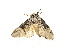 ( - ZZU.LS516)  @11 [ ] CreativeCommons  Attribution Non-Commercial Share-Alike (2023) Unspecified University of Zhengzhou