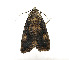  ( - ZZU.LS519)  @11 [ ] CreativeCommons  Attribution Non-Commercial Share-Alike (2023) Unspecified University of Zhengzhou