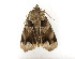  (Chrysorithrum amatum - ZZU.LS523)  @11 [ ] CreativeCommons  Attribution Non-Commercial Share-Alike (2023) Unspecified University of Zhengzhou