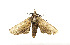  ( - ZZU.LS529)  @11 [ ] CreativeCommons  Attribution Non-Commercial Share-Alike (2023) Unspecified University of Zhengzhou