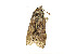  ( - ZZU.LS556)  @11 [ ] CreativeCommons  Attribution Non-Commercial Share-Alike (2023) Unspecified University of Zhengzhou