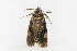  ( - ZZU.LS559)  @11 [ ] CreativeCommons  Attribution Non-Commercial Share-Alike (2023) Unspecified University of Zhengzhou
