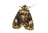  ( - ZZU.LS563)  @11 [ ] CreativeCommons  Attribution Non-Commercial Share-Alike (2023) Unspecified University of Zhengzhou