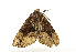  (Hypena stygiana - ZZU.LS579)  @11 [ ] CreativeCommons  Attribution Non-Commercial Share-Alike (2023) Unspecified University of Zhengzhou