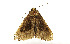  (Hypena rivuligera - ZZU.LS581)  @11 [ ] CreativeCommons  Attribution Non-Commercial Share-Alike (2023) Unspecified University of Zhengzhou