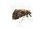  (Hypena quadralis - ZZU.LS585)  @11 [ ] CreativeCommons  Attribution Non-Commercial Share-Alike (2023) Unspecified University of Zhengzhou