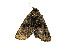  ( - ZZU.LS590)  @11 [ ] CreativeCommons  Attribution Non-Commercial Share-Alike (2023) Unspecified University of Zhengzhou
