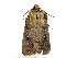  ( - ZZU.LS593)  @11 [ ] CreativeCommons  Attribution Non-Commercial Share-Alike (2023) Unspecified University of Zhengzhou