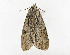  ( - ZZU.LS609)  @11 [ ] CreativeCommons  Attribution Non-Commercial Share-Alike (2023) Unspecified University of Zhengzhou