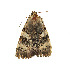  ( - ZZU.LS628)  @11 [ ] CreativeCommons  Attribution Non-Commercial Share-Alike (2023) Unspecified University of Zhengzhou