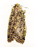  (Chloraplectoides - ZZU.LS657)  @11 [ ] CreativeCommons  Attribution Non-Commercial Share-Alike (2023) Unspecified University of Zhengzhou