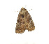  ( - ZZU.LS693)  @11 [ ] CreativeCommons  Attribution Non-Commercial Share-Alike (2023) Unspecified University of Zhengzhou
