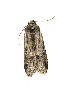  ( - ZZU.LS698)  @11 [ ] CreativeCommons  Attribution Non-Commercial Share-Alike (2023) Unspecified University of Zhengzhou
