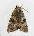  ( - ZZU.LS702)  @11 [ ] CreativeCommons  Attribution Non-Commercial Share-Alike (2023) Unspecified University of Zhengzhou