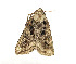  ( - ZZU.LS703)  @11 [ ] CreativeCommons  Attribution Non-Commercial Share-Alike (2023) Unspecified University of Zhengzhou