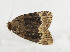  ( - ZZU.LS735)  @11 [ ] CreativeCommons  Attribution Non-Commercial Share-Alike (2023) Unspecified University of Zhengzhou