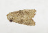  ( - ZZU.LS742)  @11 [ ] CreativeCommons  Attribution Non-Commercial Share-Alike (2023) Unspecified University of Zhengzhou