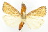  ( - ww05561)  @11 [ ] CreativeCommons  Attribution NonCommercial (2018) Andrew Mitchell Australian Museum