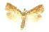  ( - ww05565)  @11 [ ] CreativeCommons  Attribution NonCommercial (2018) Andrew Mitchell Australian Museum