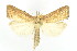  ( - ww05570)  @11 [ ] CreativeCommons  Attribution NonCommercial (2018) Andrew Mitchell Australian Museum