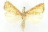  ( - ww05579)  @11 [ ] CreativeCommons  Attribution NonCommercial (2018) Andrew Mitchell Australian Museum