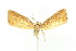  ( - ww05584)  @11 [ ] CreativeCommons  Attribution NonCommercial (2018) Andrew Mitchell Australian Museum