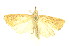  ( - AMSww06126)  @11 [ ] CreativeCommons  Attribution NonCommercial (2018) Andrew Mitchell Australian Museum