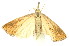  ( - AMSww06135)  @11 [ ] CreativeCommons  Attribution NonCommercial (2018) Andrew Mitchell Australian Museum