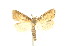  ( - AMSww06142)  @11 [ ] CreativeCommons  Attribution NonCommercial (2018) Andrew Mitchell Australian Museum