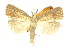  ( - AMSww06144)  @11 [ ] CreativeCommons  Attribution NonCommercial (2018) Andrew Mitchell Australian Museum