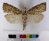  ( - AMSww06147)  @11 [ ] CreativeCommons  Attribution NonCommercial (2018) Andrew Mitchell Australian Museum