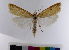  ( - AMSww06151)  @11 [ ] CreativeCommons  Attribution NonCommercial (2018) Andrew Mitchell Australian Museum