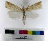  ( - AMSww06158)  @11 [ ] CreativeCommons  Attribution NonCommercial (2018) Andrew Mitchell Australian Museum
