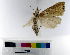  ( - AMSww06161)  @11 [ ] CreativeCommons  Attribution NonCommercial (2018) Andrew Mitchell Australian Museum
