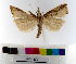  ( - AMSww06162)  @11 [ ] CreativeCommons  Attribution NonCommercial (2018) Andrew Mitchell Australian Museum
