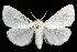  (Spilosoma latipennis - 06-SUSA-0219)  @15 [ ] CreativeCommons - Attribution (2010) Unspecified Centre for Biodiversity Genomics