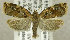  ( - TORTAG-TMG-052)  @13 [ ] Copyright (2010) Unspecified Colorado State University