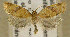  (Clepsis siciliana - TORTAG-TMG-055)  @14 [ ] Copyright (2010) Unspecified Colorado State University