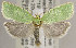  (Tortrix viridana - TORTAG-TMG-080)  @15 [ ] Copyright (2010) Unspecified Colorado State University