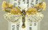  (Aphelia ochreana - TORTAG-TMG-121)  @14 [ ] Copyright (2010) Unspecified Colorado State University